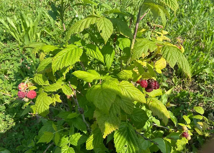 Agriturismo I Tassoni *