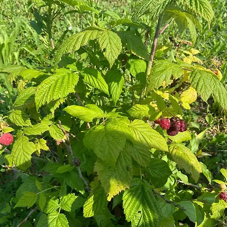Agriturismo I Tassoni *