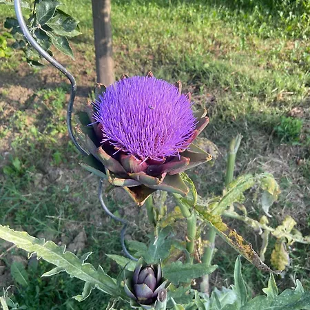 Фермерский дом Agriturismo I Tassoni *