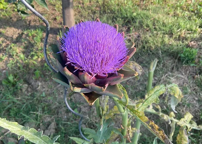 Farm stay Agriturismo I Tassoni *